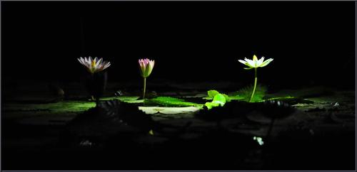 밤에 피는 수련