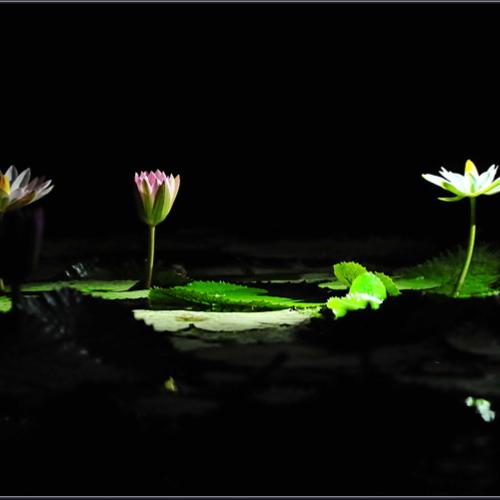 밤에 피는 수련