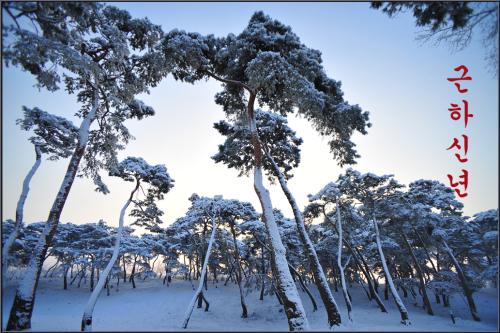 근하신년(謹賀新年)