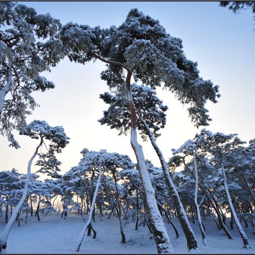 근하신년(謹賀新年)