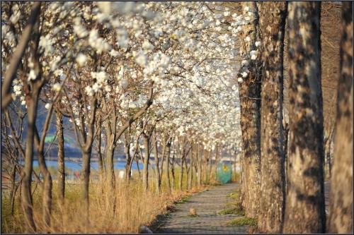 목련이 핀 길
