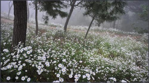 [D3]구절초 만발한 날에