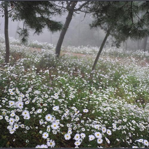 [D3]구절초 만발한 날에