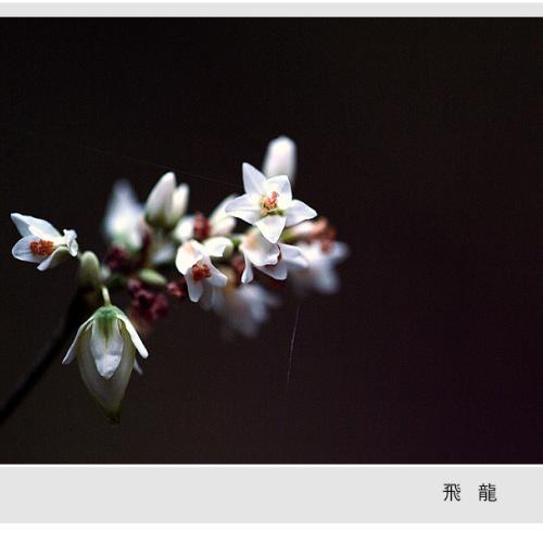 오늘 아침엔 56탄(들꽃)