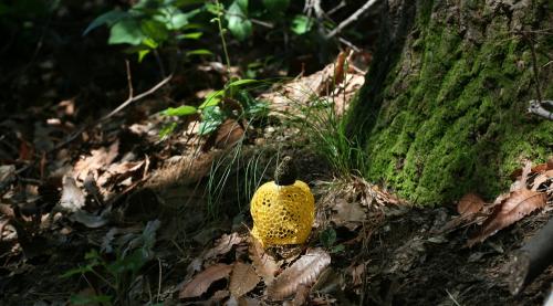 노랑망태버섯