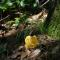 노랑망태버섯