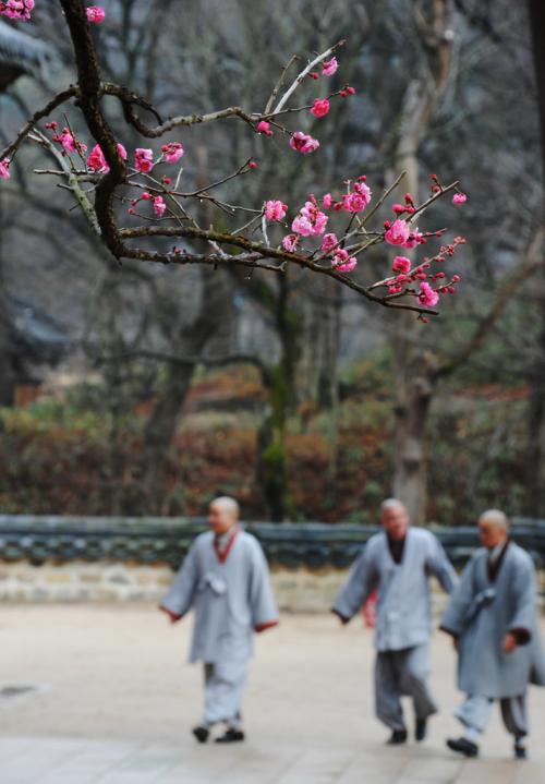 통도사의 홍매화