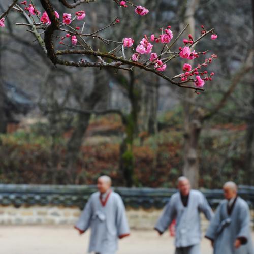 통도사의 홍매화