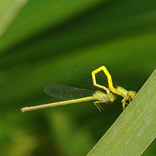 노랑실잠자리..