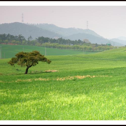 추억의 보리밭
