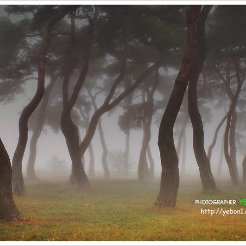 임한리 소나무숲