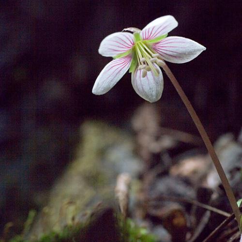 들꽃맞이 2번째...