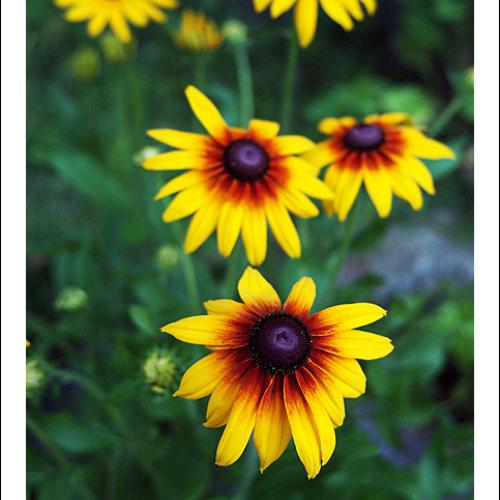 오늘 아침엔 52탄