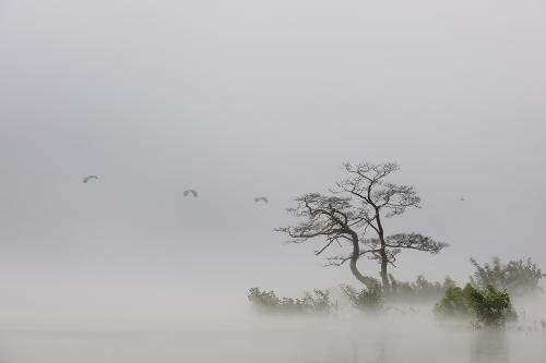 미인송을거닐며