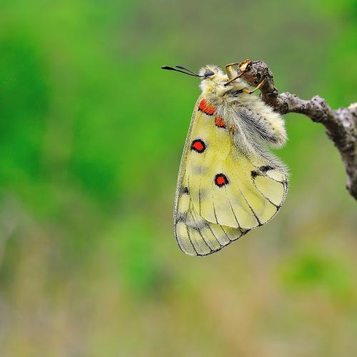 [생존신고용] 붉은점모시나비