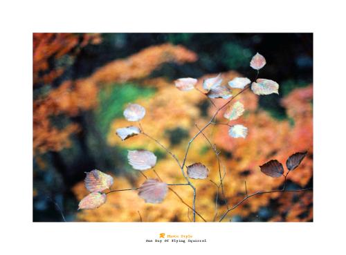 유화 속의 나무..