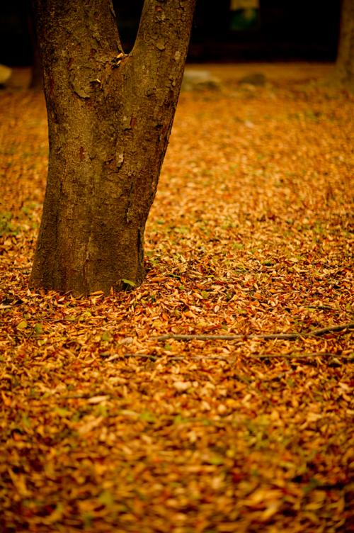소풍 끝나는 날