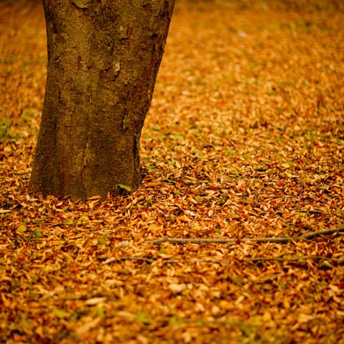 소풍 끝나는 날