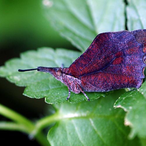 오늘 아침엔179-3탄(무슨나비일까?)