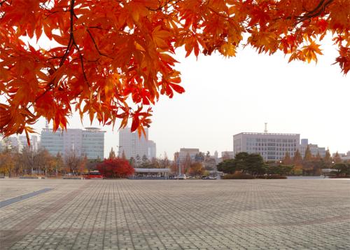 단풍!! 회색도시를 물들이다.