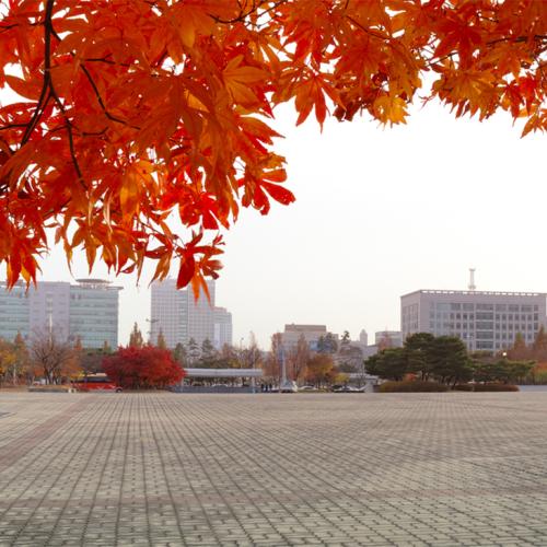 단풍!! 회색도시를 물들이다.