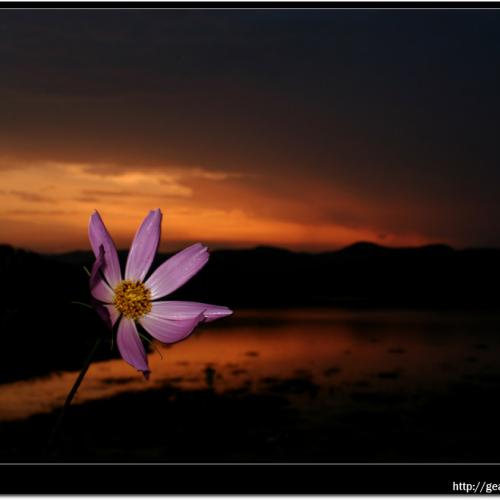 노을과 코스모스