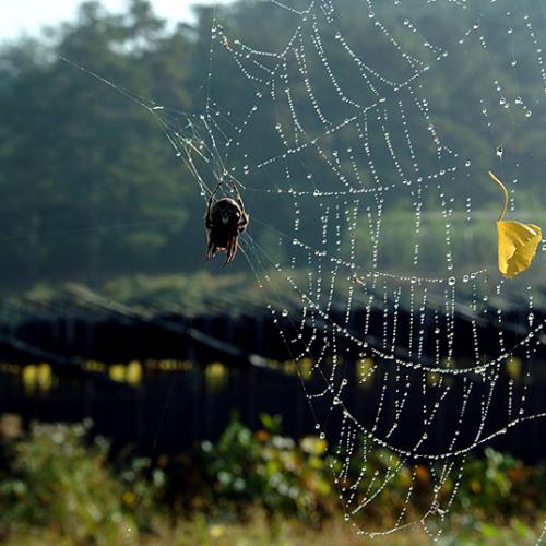 거미줄.....