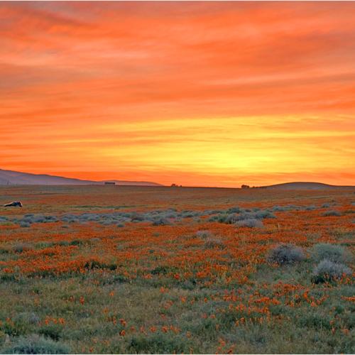 파피자생단지에 내린 황혼