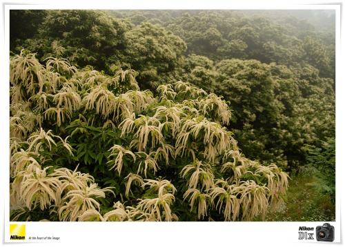 밤꽃 피는 아침에