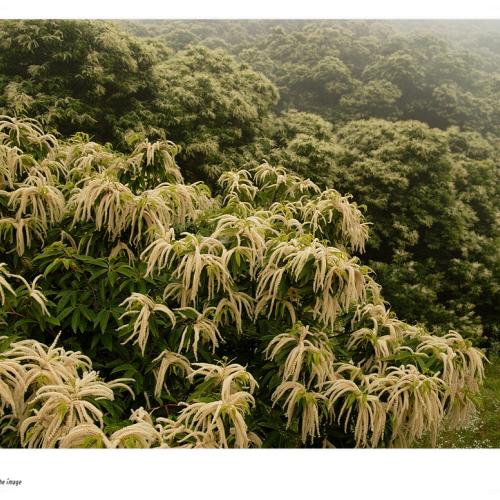 밤꽃 피는 아침에