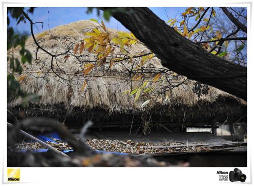 草家에 내린 가을