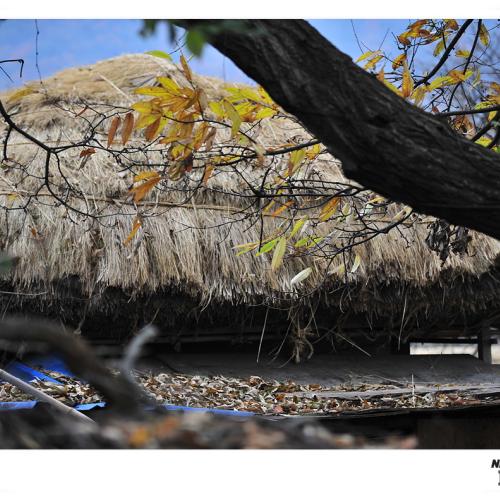 草家에 내린 가을