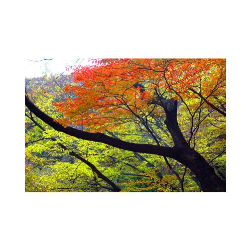 대둔산의 가을..