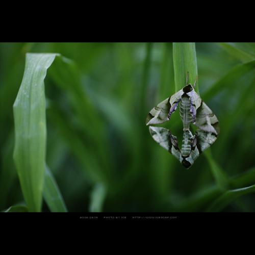 녹색박각시의 사랑