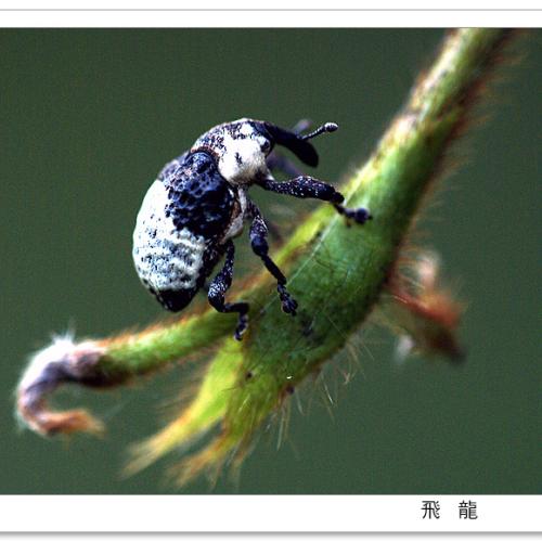 오늘 아침엔55탄(곤충;연작)