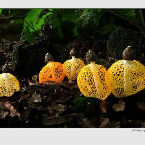 노랑망태버섯의 개화와 만개