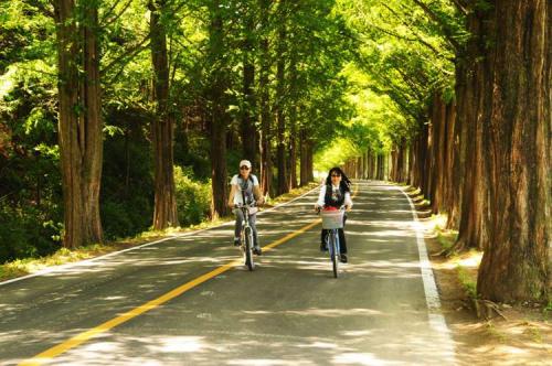 메타세콰이어 가로수 길