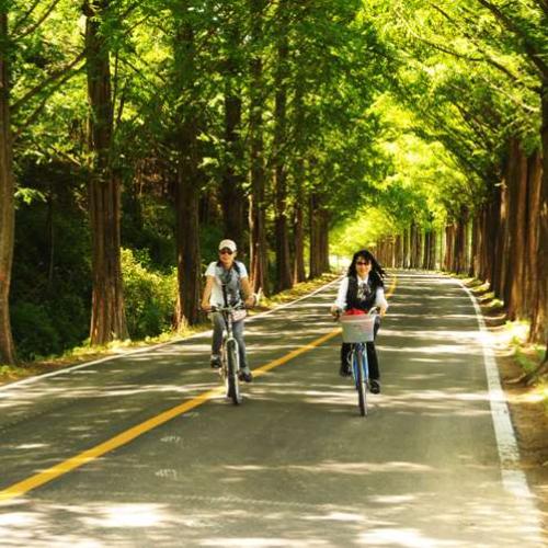 메타세콰이어 가로수 길