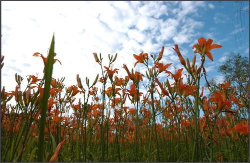 [D1X] 여름 연밭2