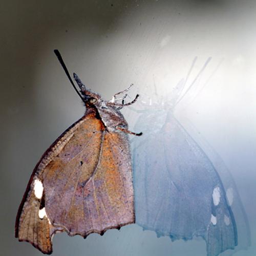 오늘 아침엔181탄(뿔나비)