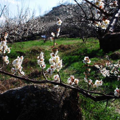 광양으로 구례, 산동으로