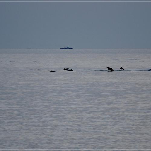 아름다운제주 #7...차귀도 돌고래