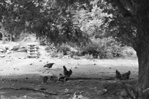 빛 좋은 오후 계룡면에서..