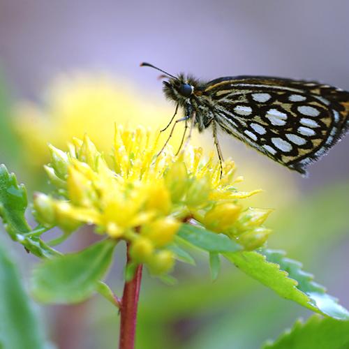 오늘 아침엔181-2연작(돈무늬팔랑나비)