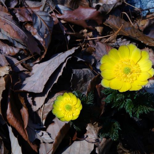 2014 봄꽃마중-복수초