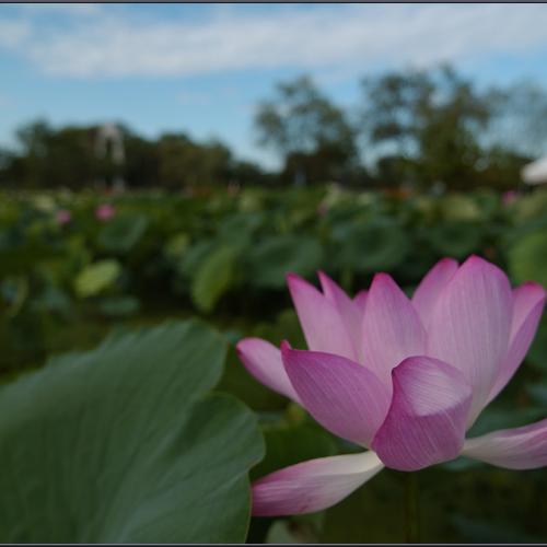 [D1X] 여름 연밭3