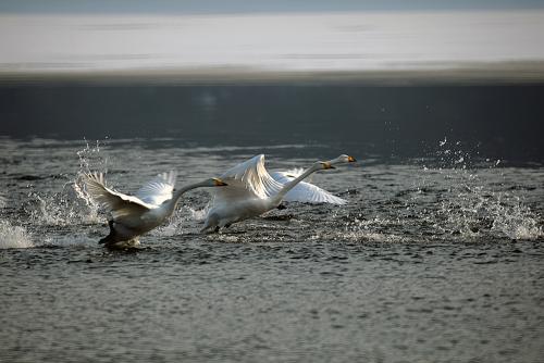 아직 살아있습니다.