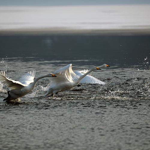아직 살아있습니다.