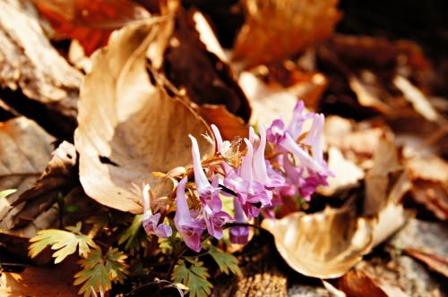 2014 봄꽃마중-현호색