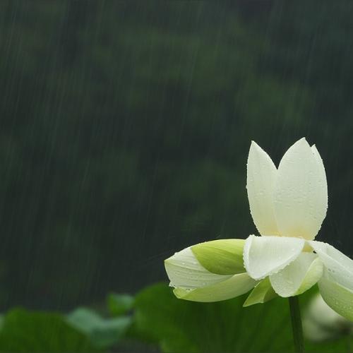 세찬 빗속에서도 피는 꽃